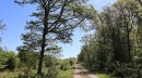 Forêt de Parroy, secteur 830